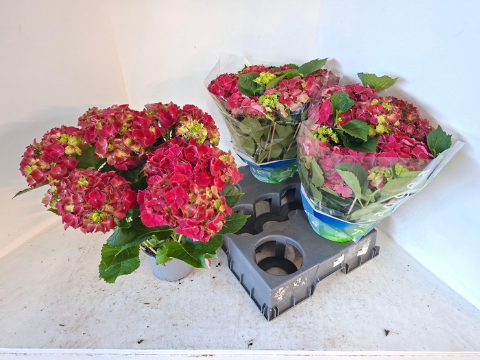 <h4>HYDR M HI FIRE</h4>