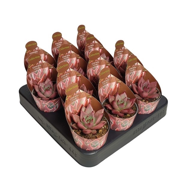 <h4>ECHEVERIA AGAVOIDES ROMEO - POT Ø 6,5 WITH POTCOVER (SUCCULENTEN)</h4>