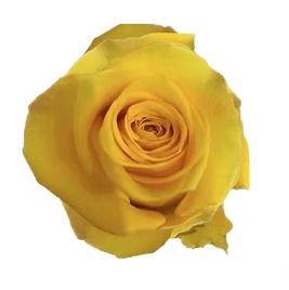 <h4>R GR LIGHTHOUSE</h4>