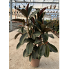 Ficus overig gemengd 3 soorten
