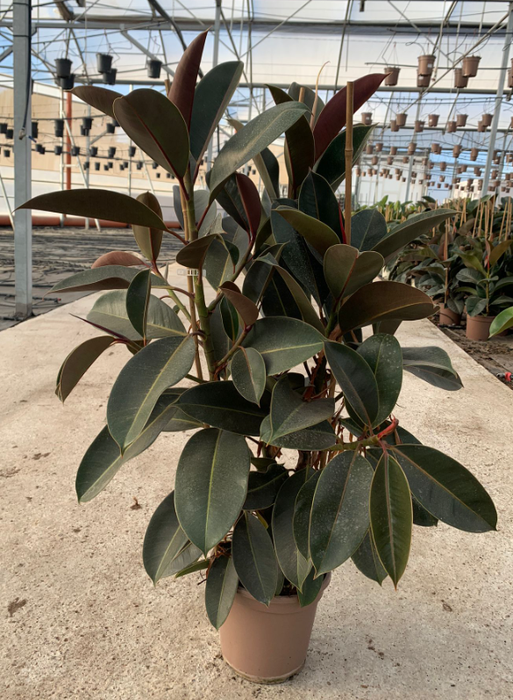 Ficus overig gemengd 3 soorten