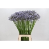 Agapanthus Silberpfeil