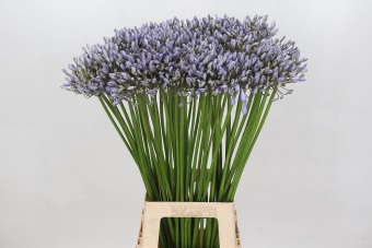 <h4>Agapanthus Silberpfeil</h4>
