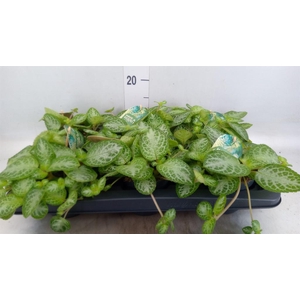 Episcia cupreata 'Minty Imp'