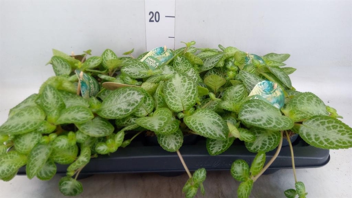 <h4>Episcia cupreata 'Minty Imp'</h4>