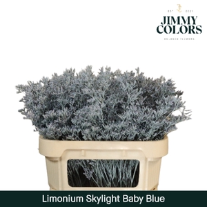 Limonium Skylight L70 Klbh. Baby blue