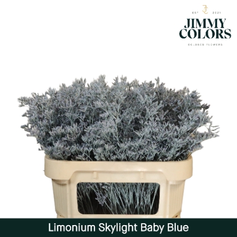 <h4>Limonium Skylight L70 Light blue</h4>