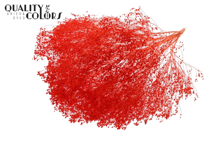 Broom Bloom p/bunch in poly Bleached Coral