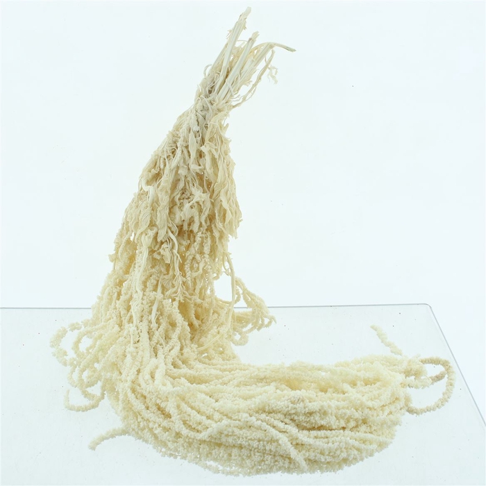 <h4>Pres Amaranthus Bleached White</h4>