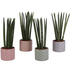 Sansevieria Cylindrica Straight 10 Leaf in Ø14cm Ceramic SE661