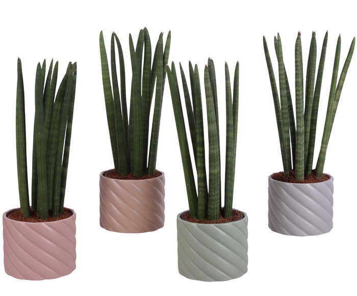 <h4>Sansevieria Cylindrica Straight 10 Leaf in Ø14cm Ceramic SE661</h4>