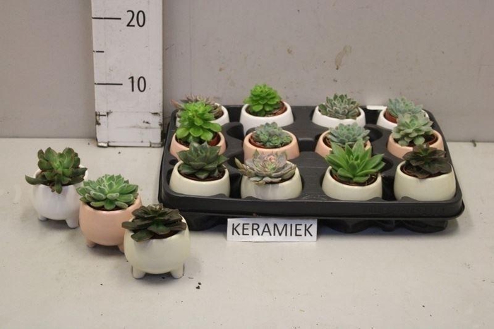 arr8 Echev Gem In Keramiek