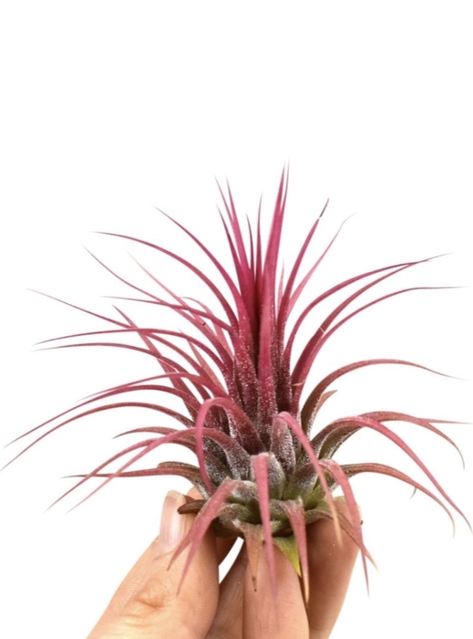 <h4>Tillandsia</h4>