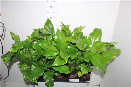 <h4>Asple Nidus</h4>