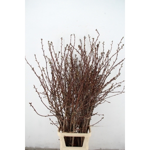 PRUNUS SERRULATA KANZAN PER STEM 160CM