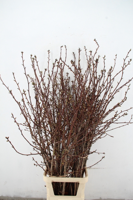 <h4>PRUNUS SERRULATA KANZAN PER STEM 160CM</h4>
