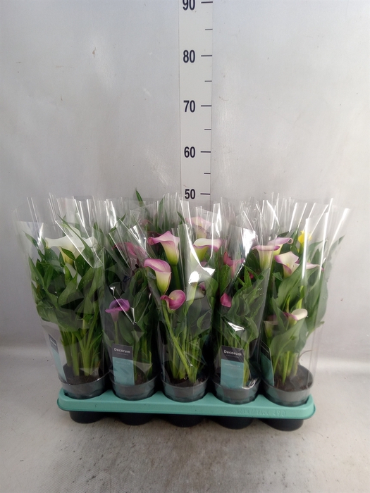 <h4>Zantedeschia   ...mix</h4>