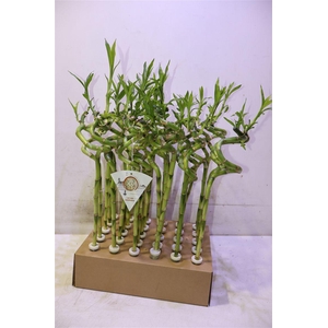 Dra Lucky Bamboo