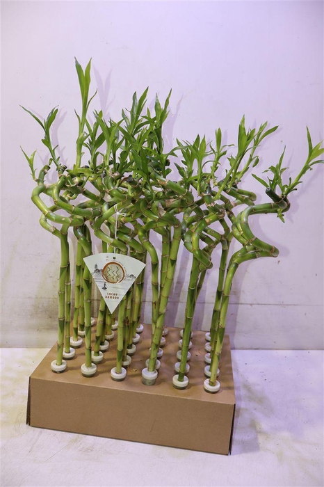 <h4>Dra Lucky Bamboo</h4>