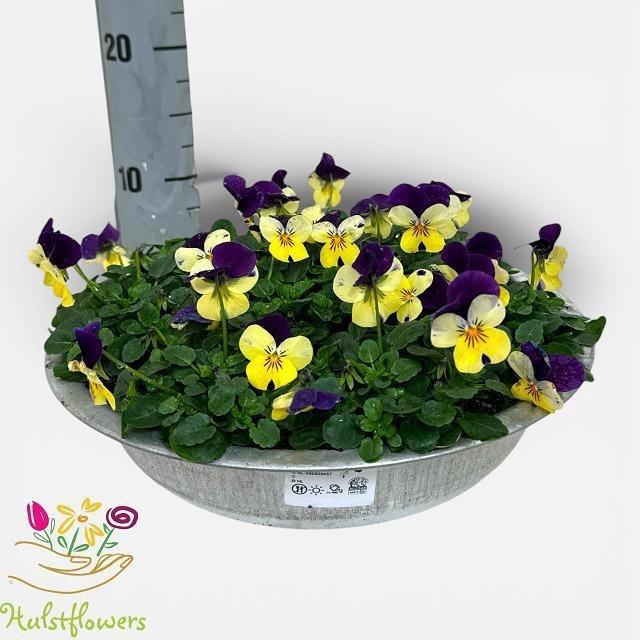 Vio Co Em L Pu Ju Up In Zinken Schaal