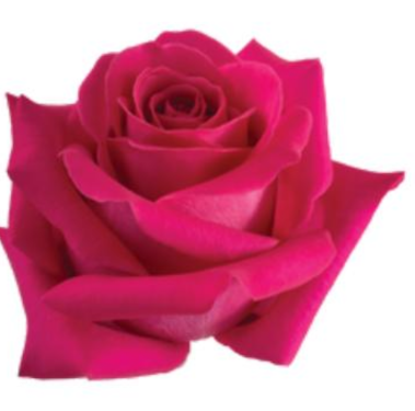 R Gr Pink Floyd Hot Pink 60cm EC