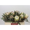 Protea Barbigera Ice Queen Air