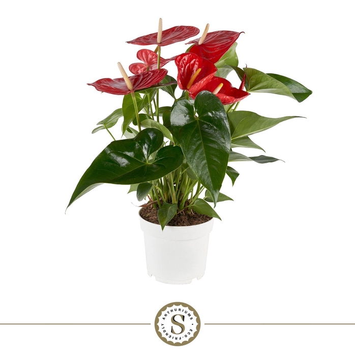 <h4>Anthurium Minnesota 17cm</h4>