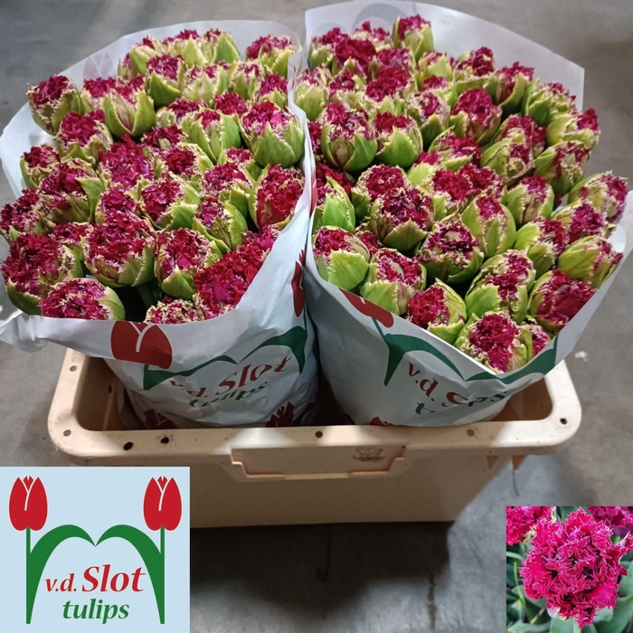 <h4>TU FR PADUA</h4>