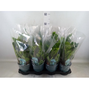 Zamioculcas zamiifolia