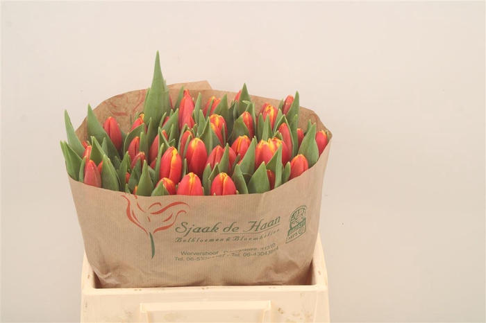 <h4>Tu En Trailblazer</h4>