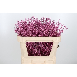 Ilex Kl Bh Metallic Roze