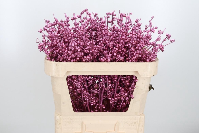 <h4>Ilex Kl Bh Metallic Roze</h4>