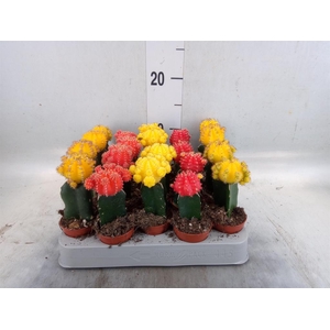 Gymnocalycium mihanov. 'Japan'  mix