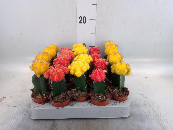 <h4>Gymnocalycium mihanov. 'Japan'  mix</h4>