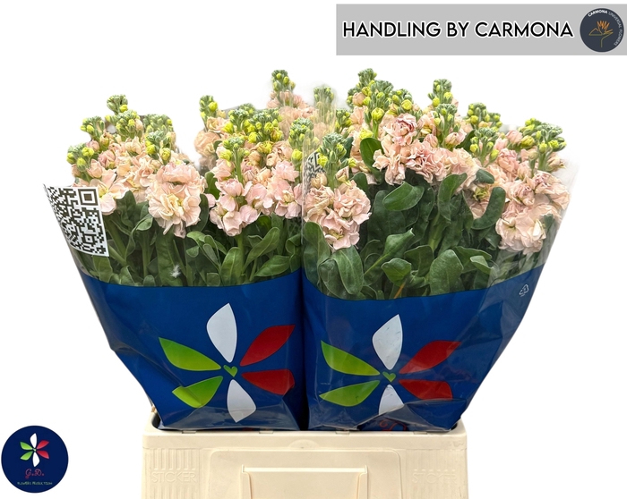 <h4>MATTH IRON APRICOT</h4>