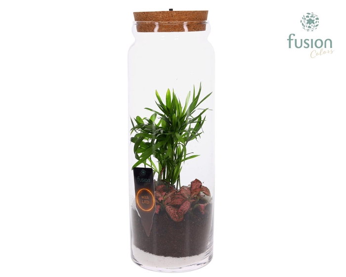 <h4>Glazen vaas met Terrarium Arrangement</h4>