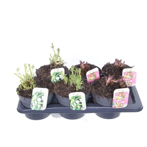 Dicentra spectabilis mix