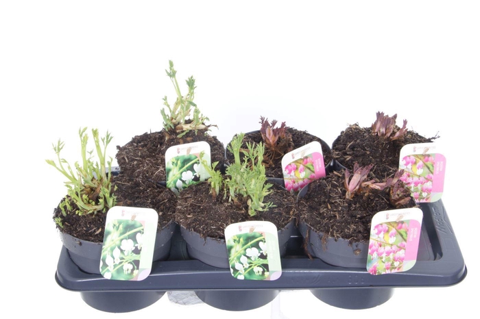 <h4>Dicentra spectabilis mix</h4>