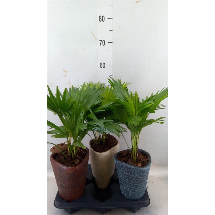 <h4>Livistona rotundifolia</h4>