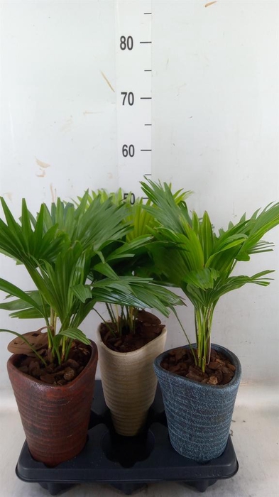 <h4>Livistona rotundifolia</h4>