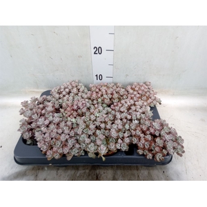 Sedum spathulifolium 'Purpureum'
