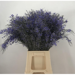 GENISTA 200 GR MILKA