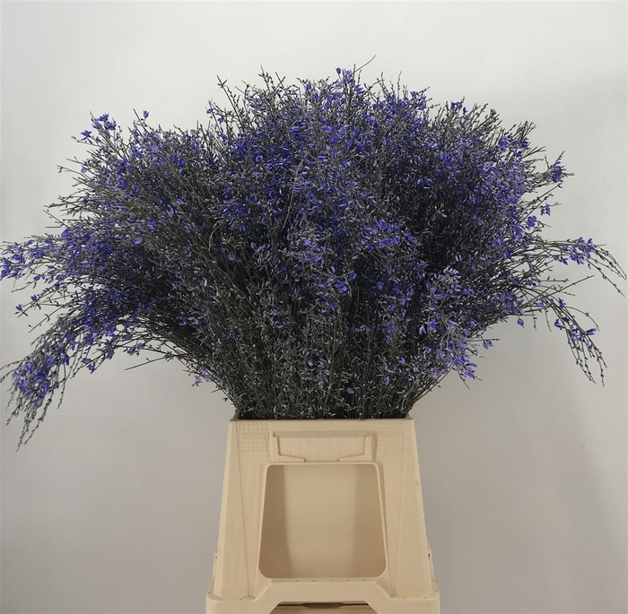 <h4>GENISTA 200 GR MILKA</h4>