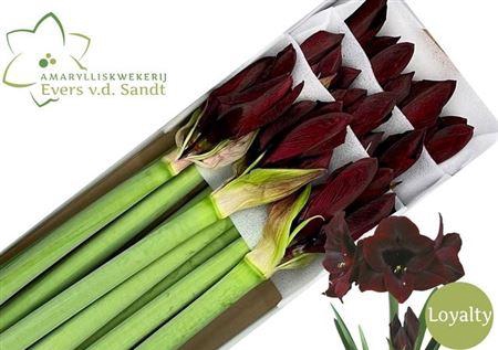 <h4>Hipp Ga Loyalty</h4>