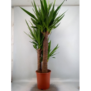 Yucca elephantipes   ...