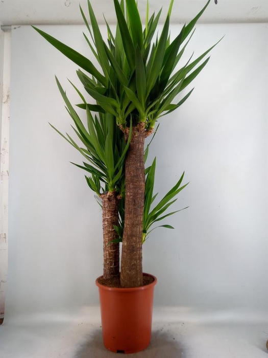 <h4>Yucca elephantipes   ...</h4>