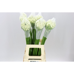 Agap Gletsjer White