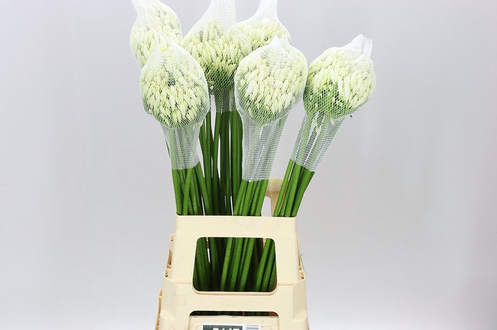 <h4>Agap Gletsjer White</h4>