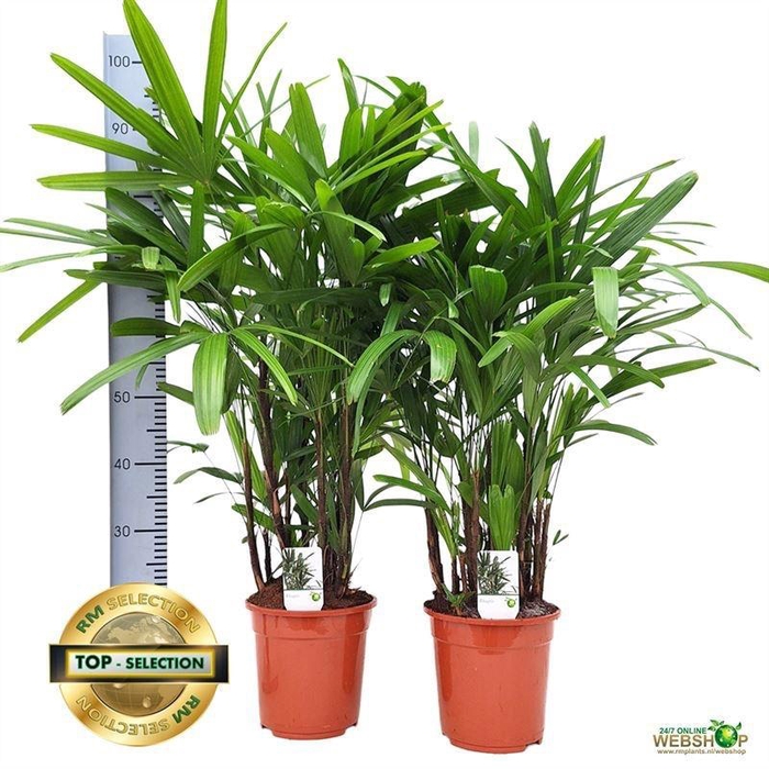 <h4>RHAPIS EXCELSA</h4>