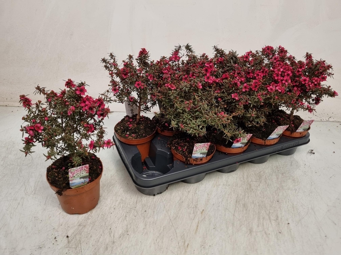 <h4>LEPTO SCOPARIUM</h4>